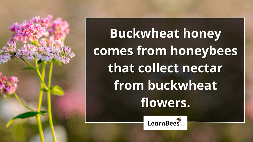 buckwheat honey