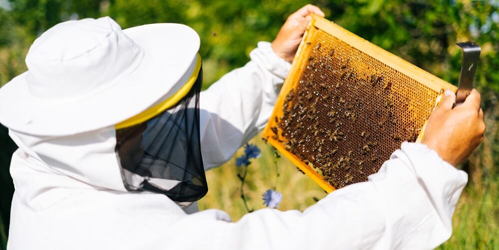 beekeeper in bee suit checking hives