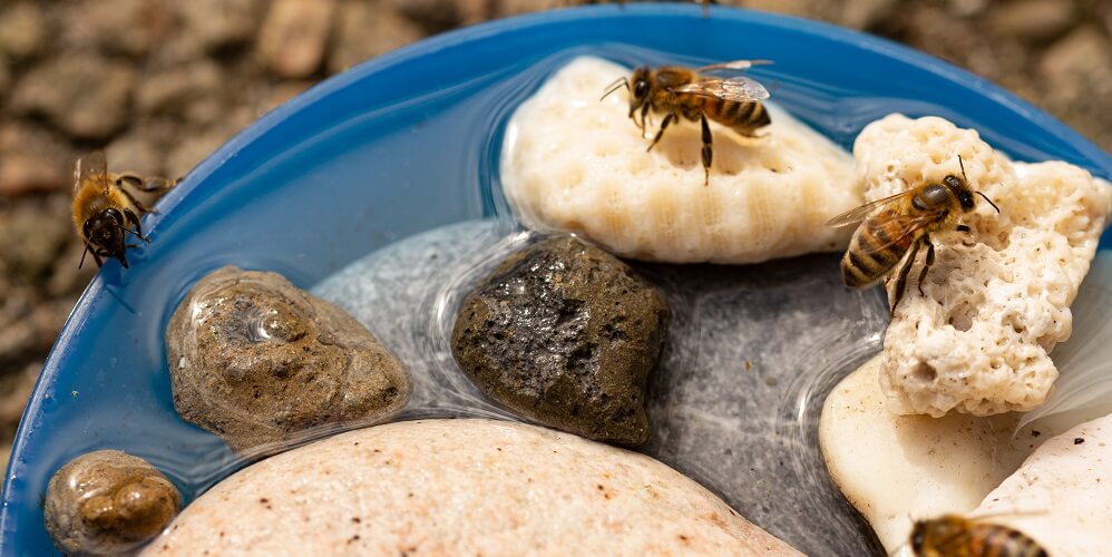 bees drinking water from birdbath bee watering station