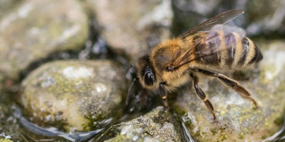 bee drinking water while perching on pebbles