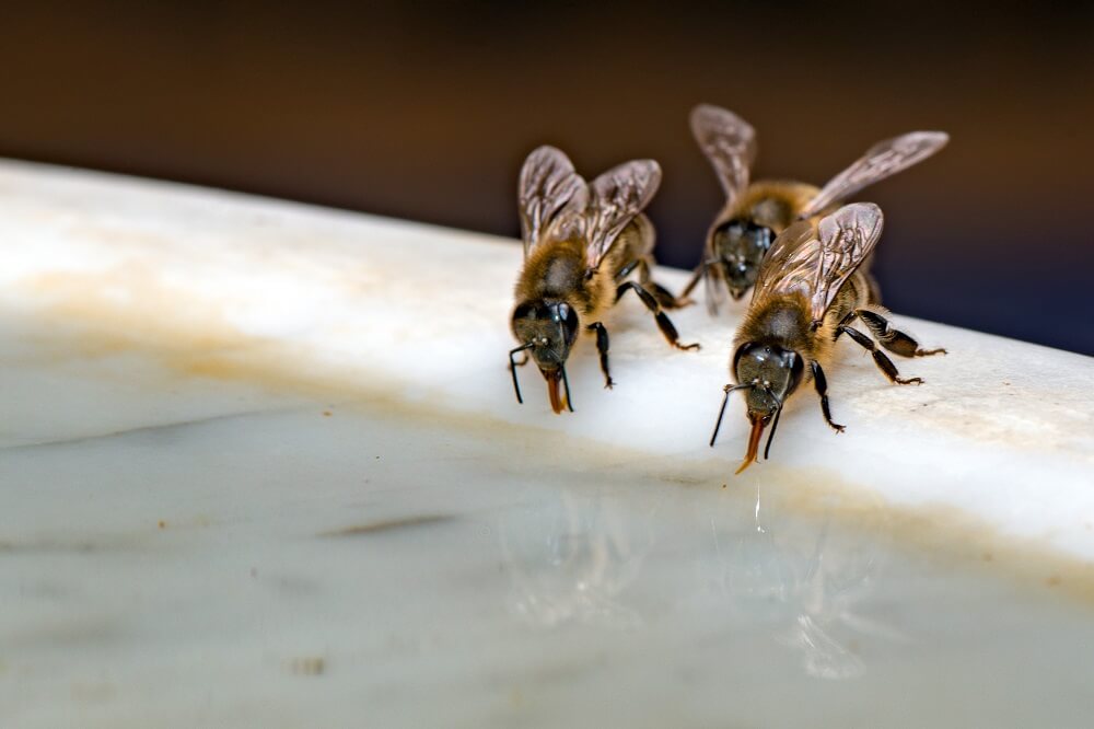 bees drinking from bee waterer