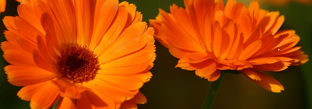 yellow calendulas blooming