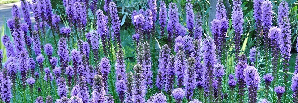 purple liatris blooming