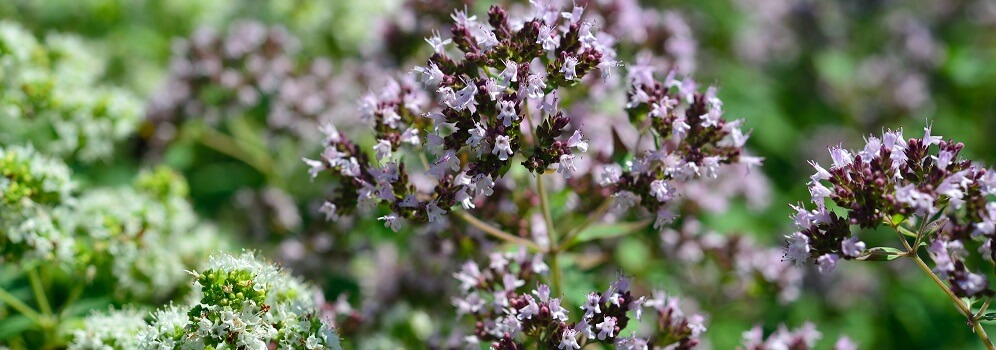 oregano flowers blooming