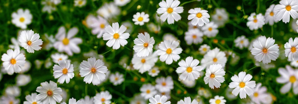 white cosmos blooming