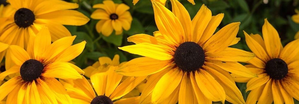 black-eyed susan blooming