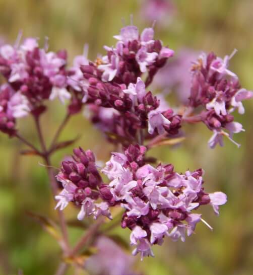 oregano flowers blooming