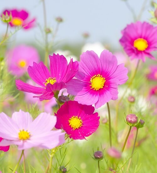Cosmos flowers blooming