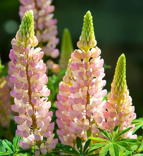 Lupine flowers blooming