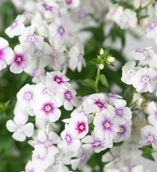 phlox flowers blooming