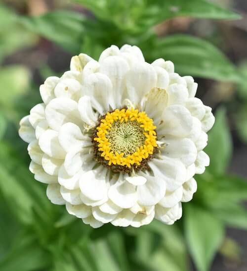 zinnia flowers blooming