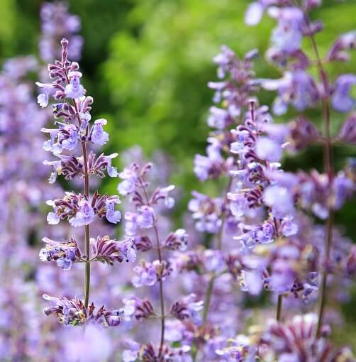 catmint blooming