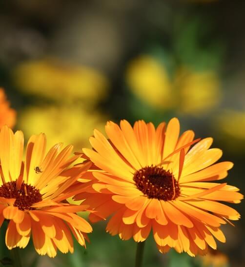 calendula flower blooming