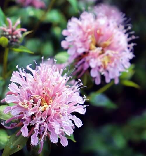 bee balm in bloom