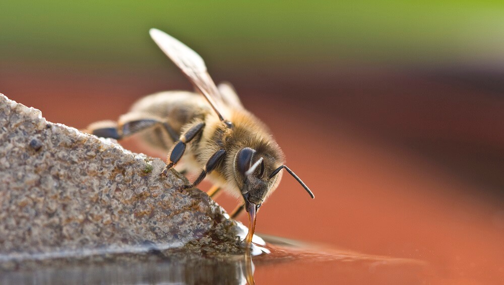 bee drinking sugar water