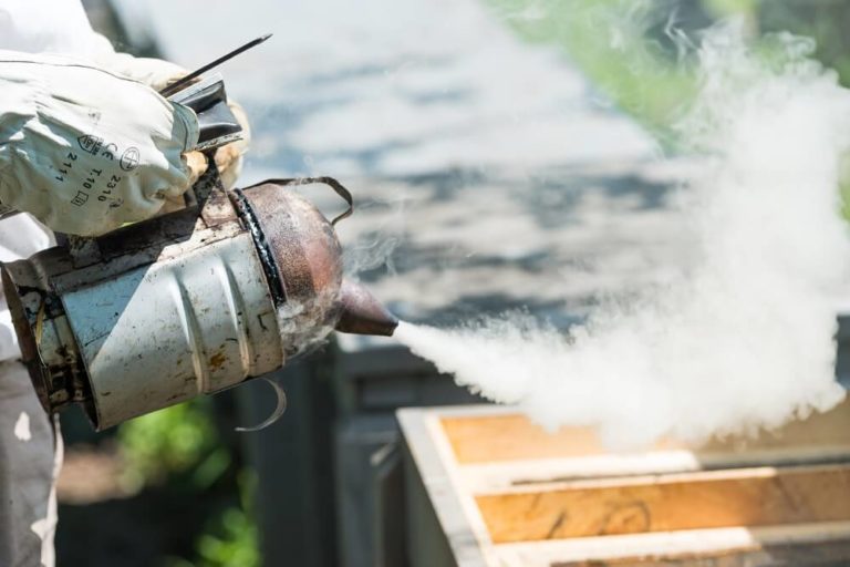 beekeeper using bee smoker on honeybee hive