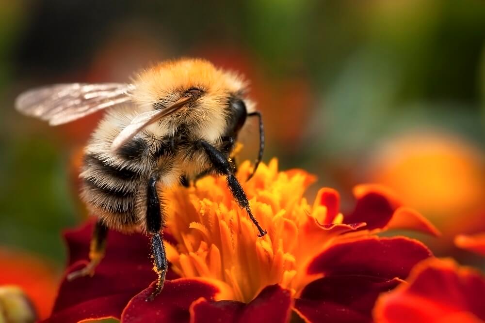Bumblebee eating nectar from yellow flower