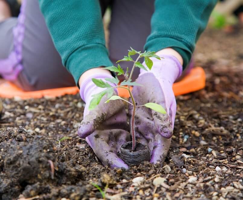 Woman planting flower in garden