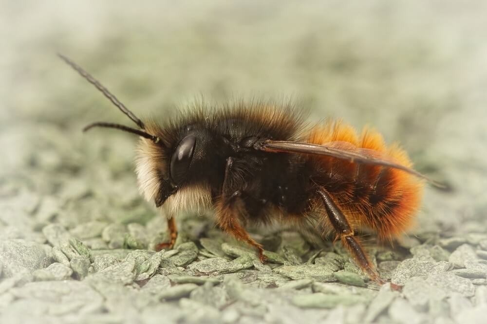 masonry bees