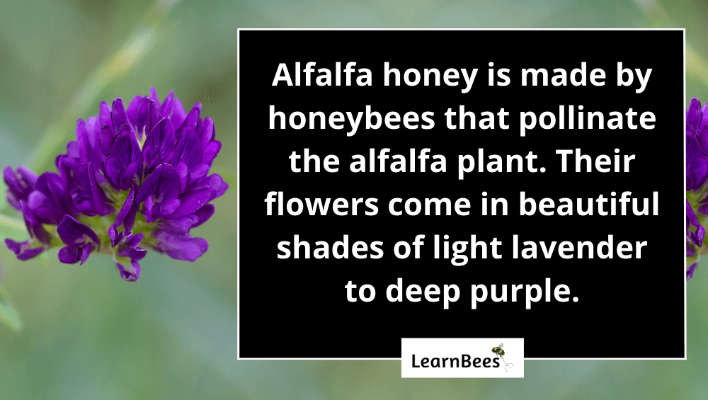 alfalfa honey