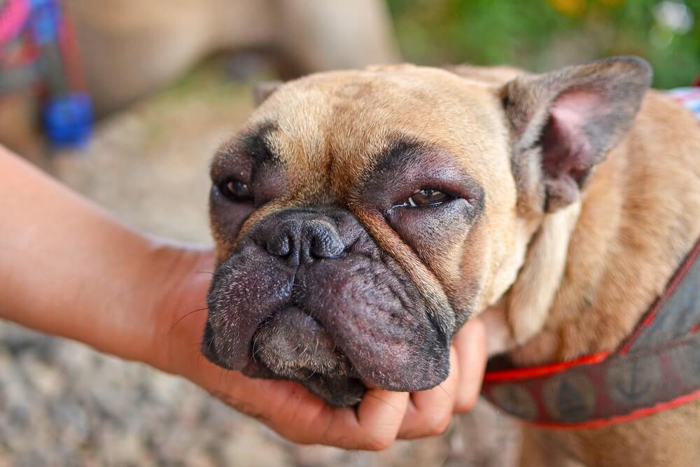 dog ate a bee and has a swollen face