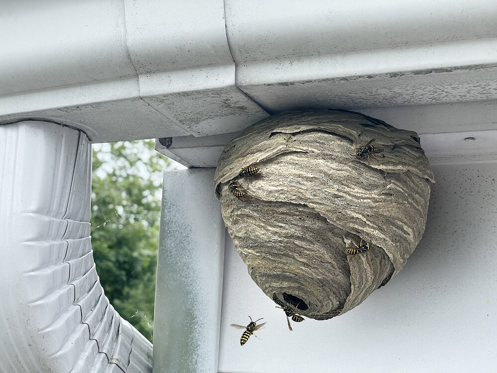 hornet nest hanging from house