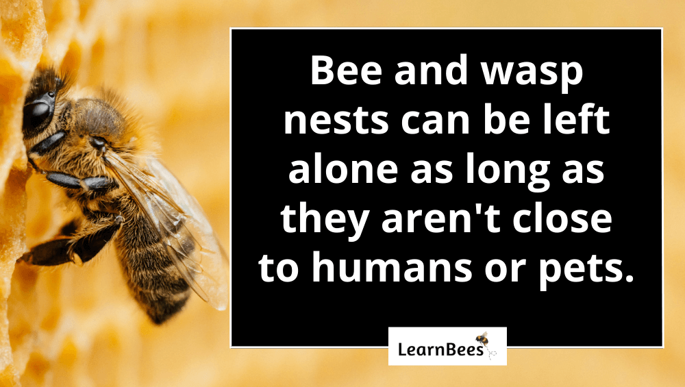 Wasp nest vs bee nest