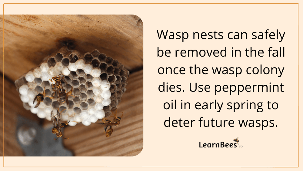 Wasp nest vs bee nest
