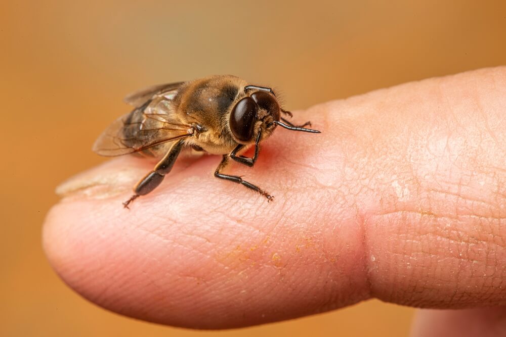 drone bee