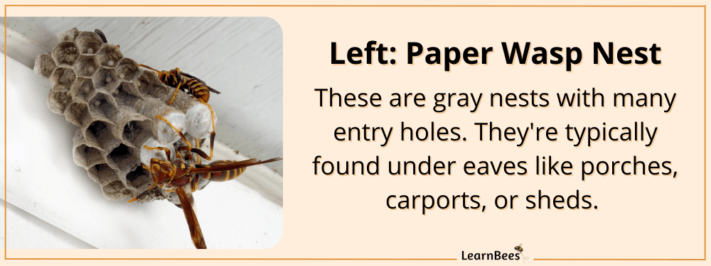 Wasp nest vs bee nest