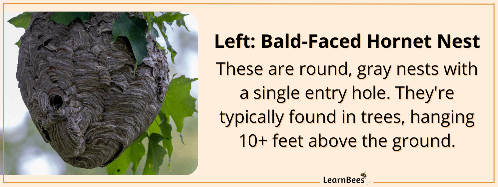 Wasp nest vs bee nest