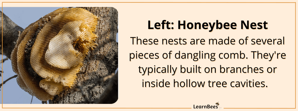 Wasp nest vs bee nest