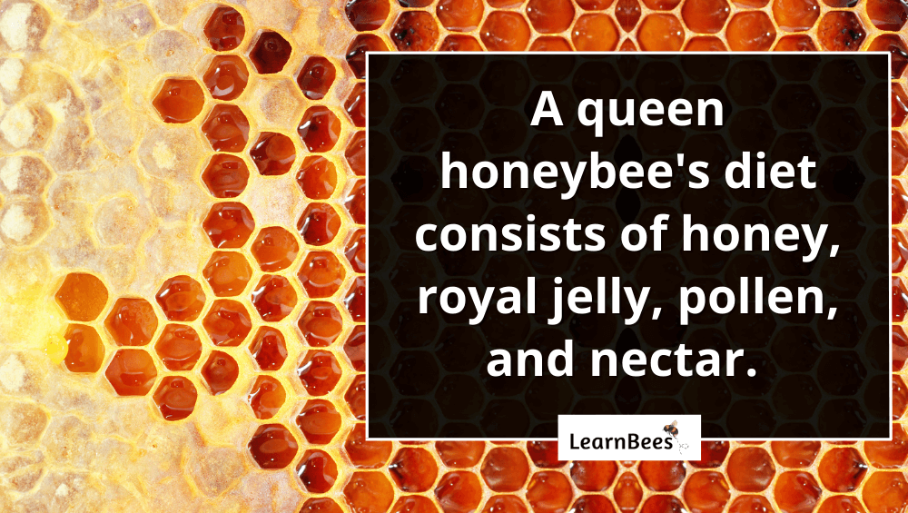 do queen bees eat honey?