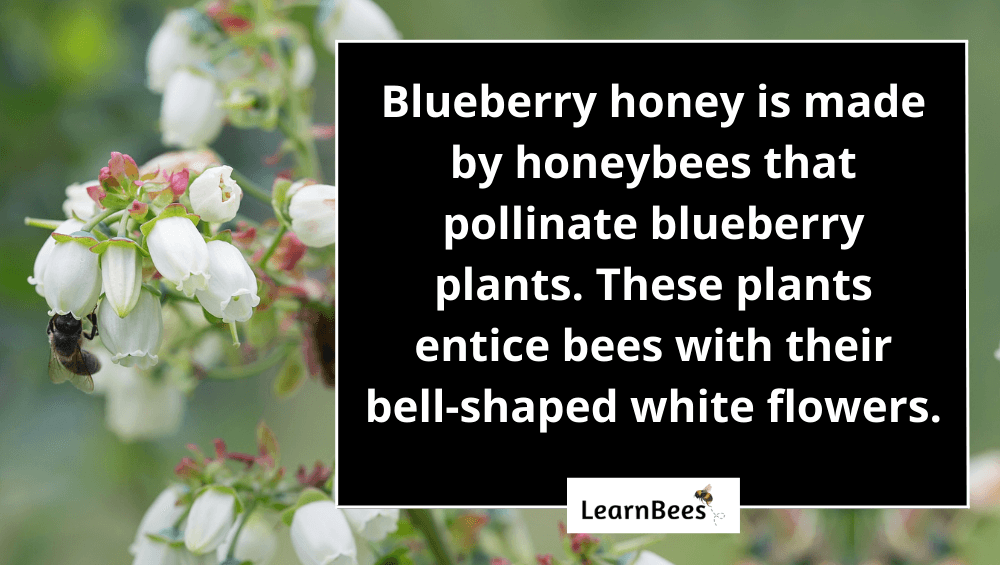 blueberry honey