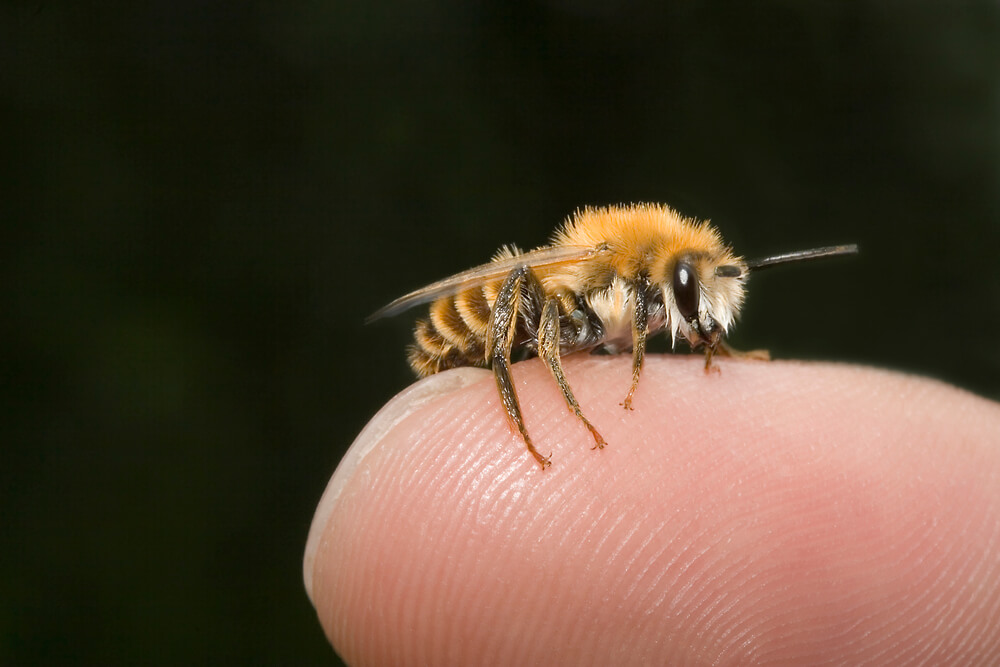 Do bees die when they sting?