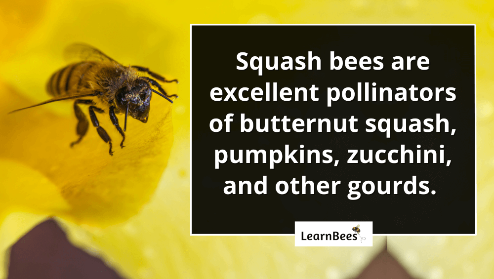 squash bees