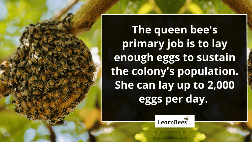 queen bees