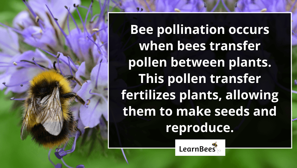 bee pollination