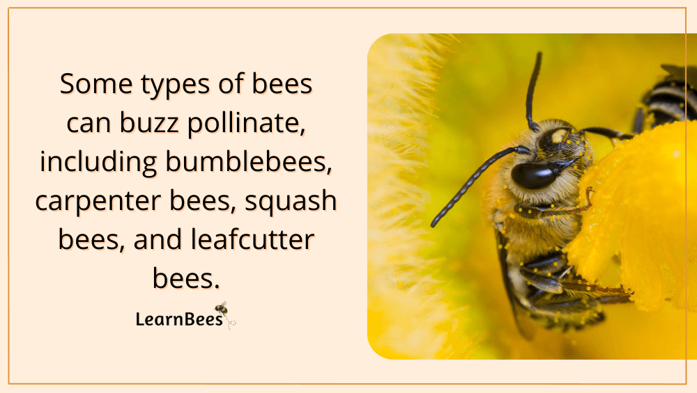bee pollination