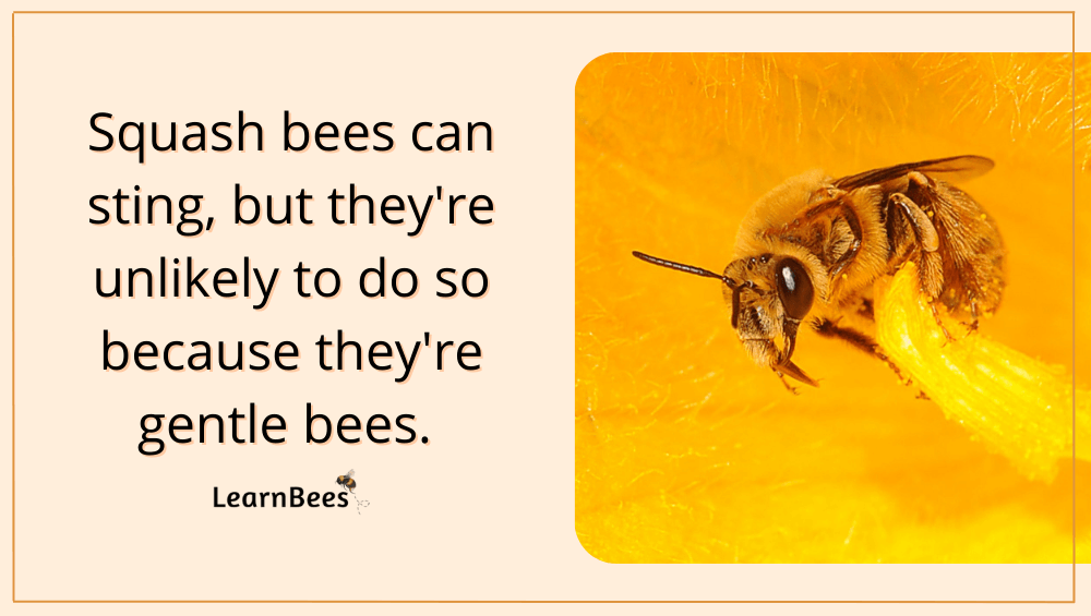 squash bees