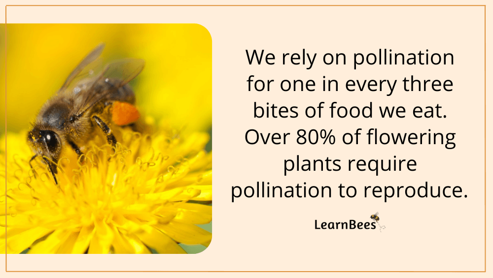 bee pollination