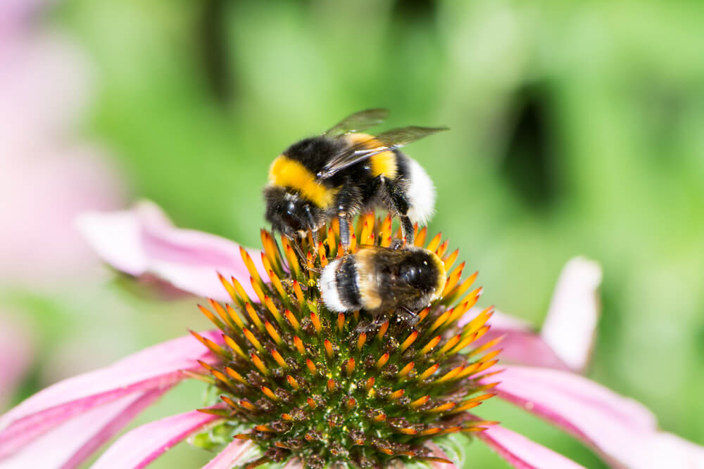bumblebees on flower