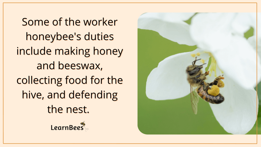 queen bees