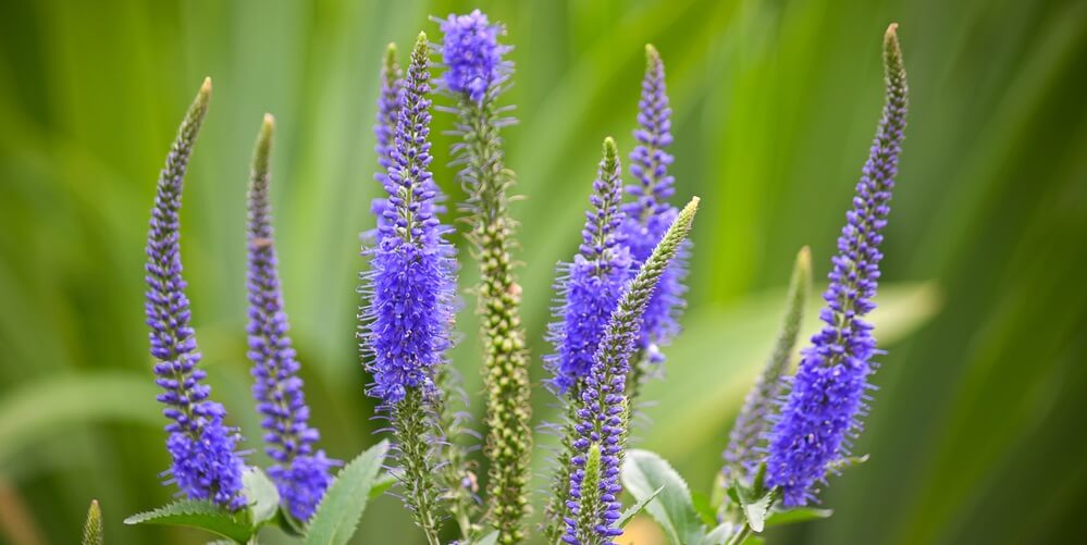 veronica flowers for bee garden