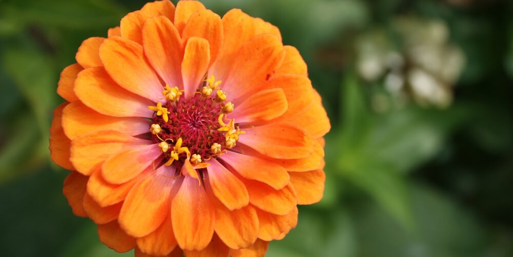 zinnia flower for bee garden