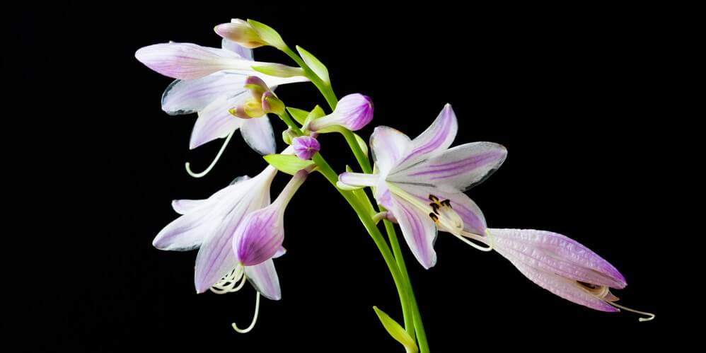 hosta flower for bee garden