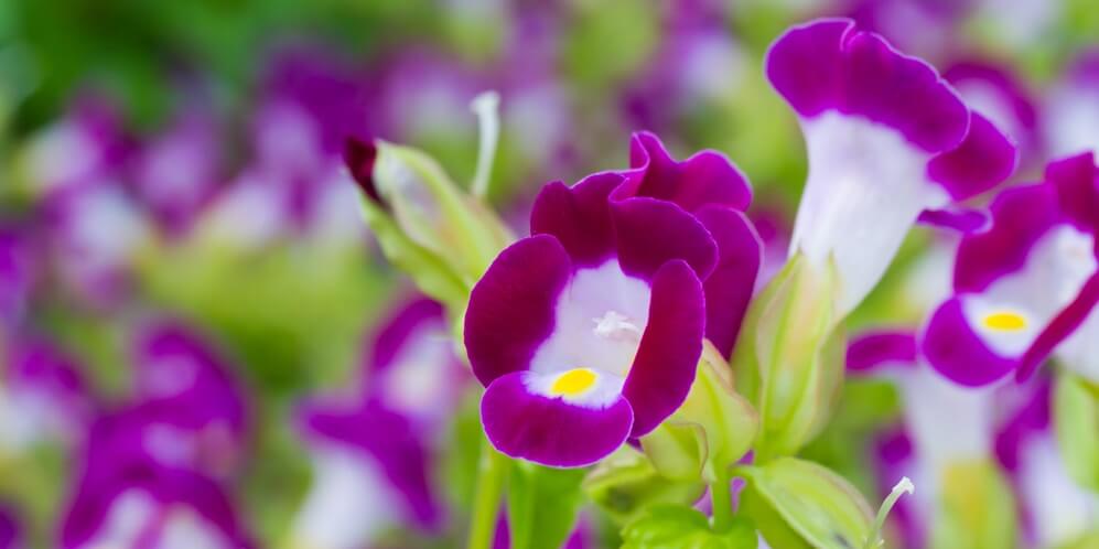 torenia flower for bee garden