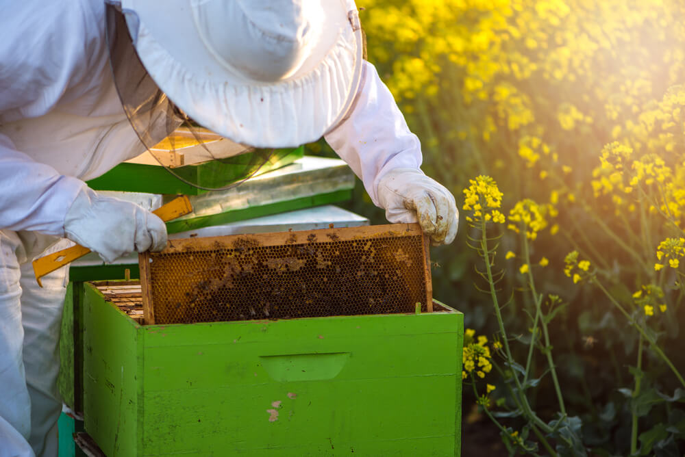 brood boxes