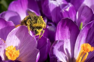 pollen bees