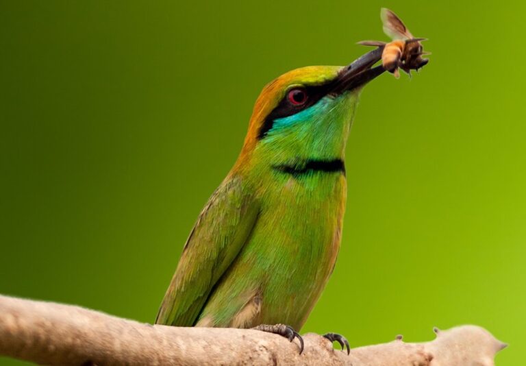 bird eating bee